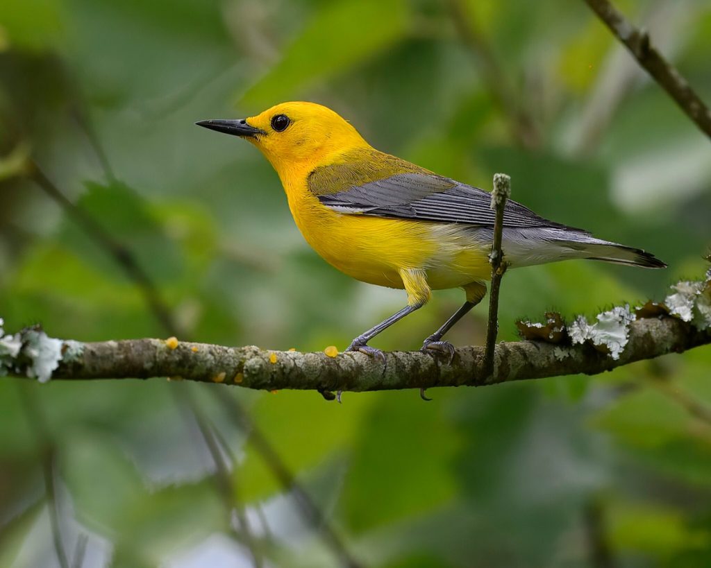 Prothonotary Warbler perched on a tree branch.