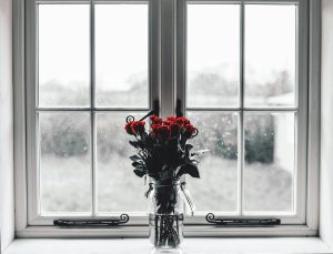 Roses on a wintery window sill.